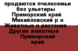 продаются пчелосемьи без ульетары - Приморский край, Михайловский р-н Животные и растения » Другие животные   . Приморский край